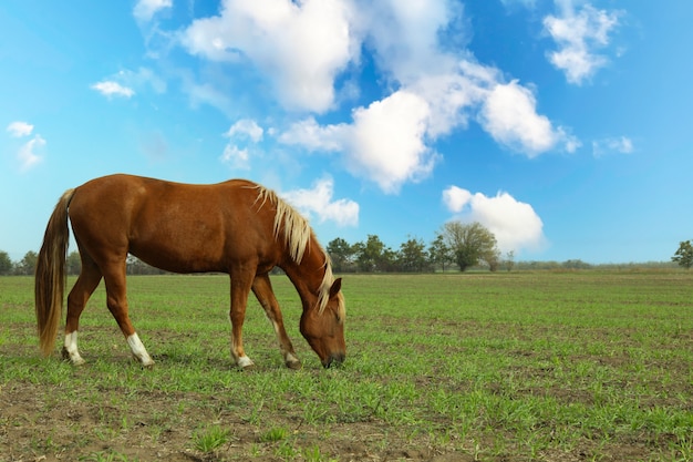 Horse grazing in the green field in the morning