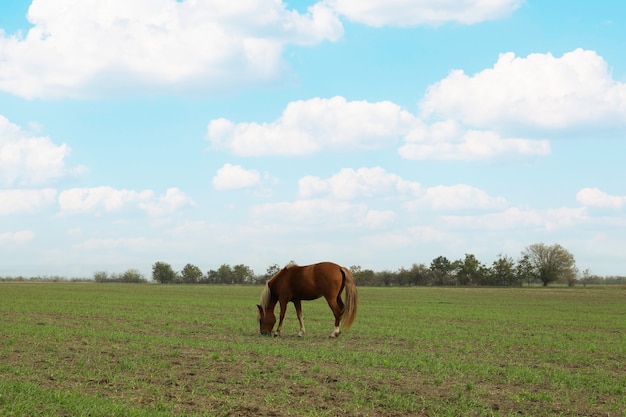 Horse grazing in the green field in the morning