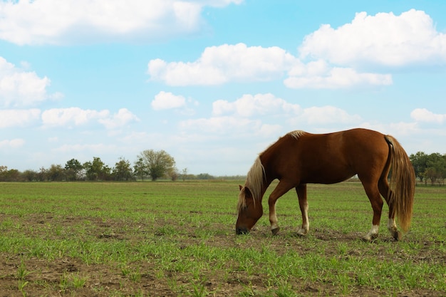 Horse grazing in the green field in the morning