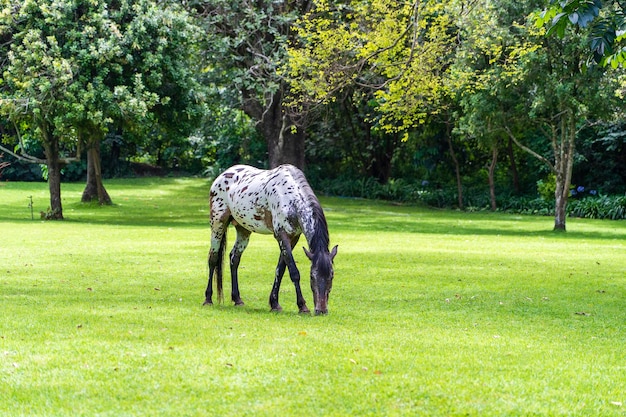 Horse grazing on green grass in the tropical garden Tanzania Africa