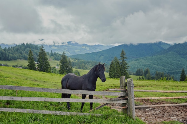 Horse grazing in a meadow Ukrainian Carpathian mountain valley