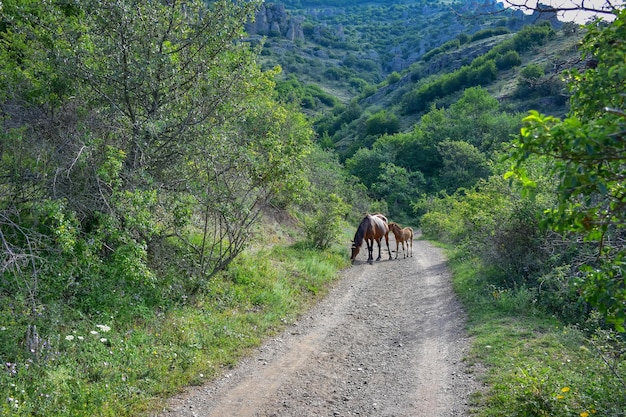 Horse grazing in mountains brown horse brown horse eating grass