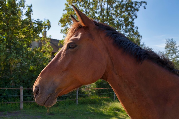 Horse grazing on a pasture