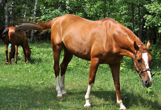 Horse in the green forest