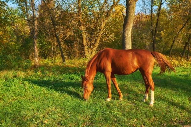 Horse on the green grass