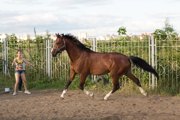 Horse hanoverian red brown color with white  strip line