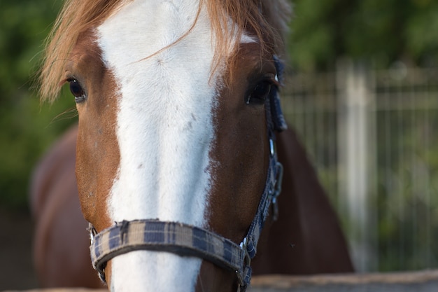 Horse hanoverian red brown color with white  strip line