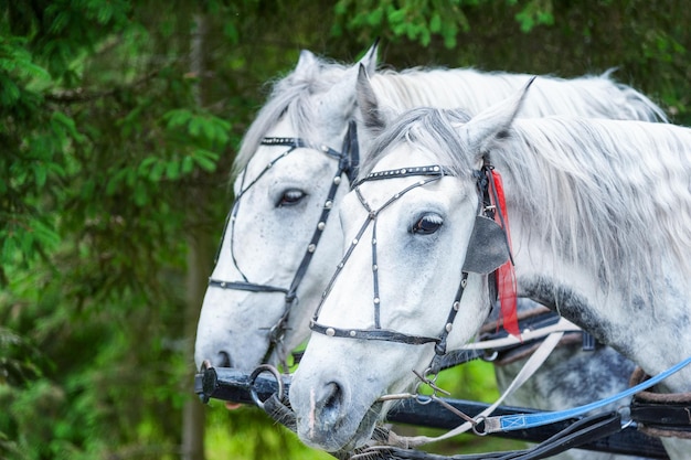 Horse head in harness close up