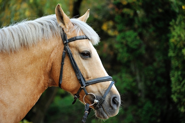 Horse head portrait in harness close up .