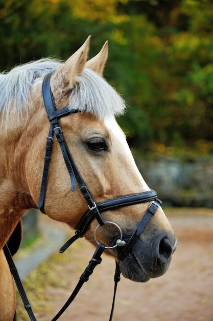 Horse head portrait in harness close up .