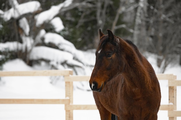 Horse at a horse paddock during winter season