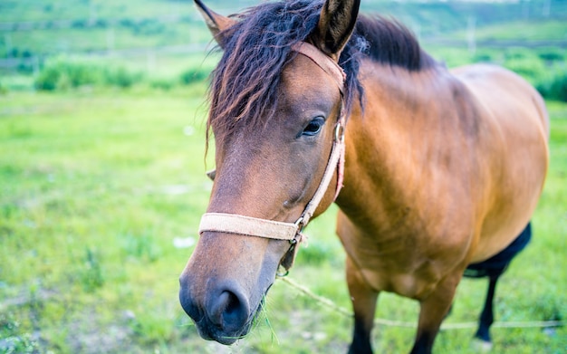 The Horse is grazing greenery grassland during monsoon season at Kathmandu Nepal