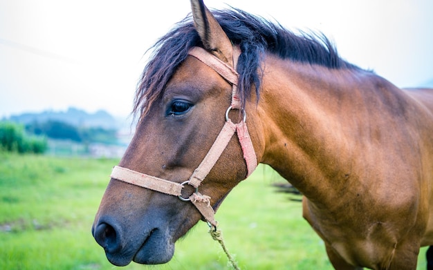 The Horse is grazing greenery grassland during monsoon season