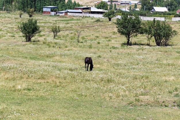 The horse is grazing on a summer corner Farming Grazing Summer mountain landscape