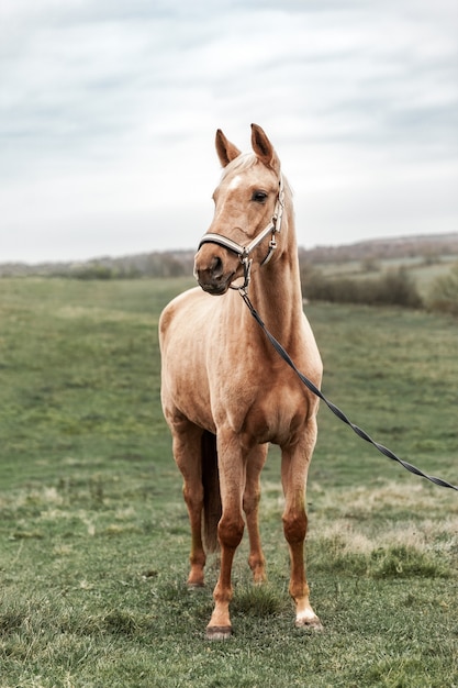 A horse is standing in the field and looking aside