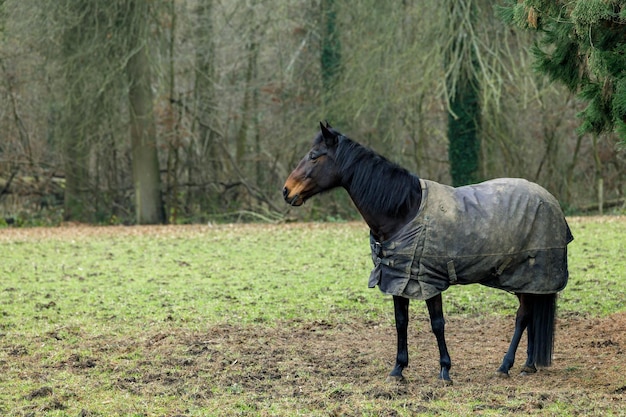 Photo a horse is standing in a field with a blanket on it