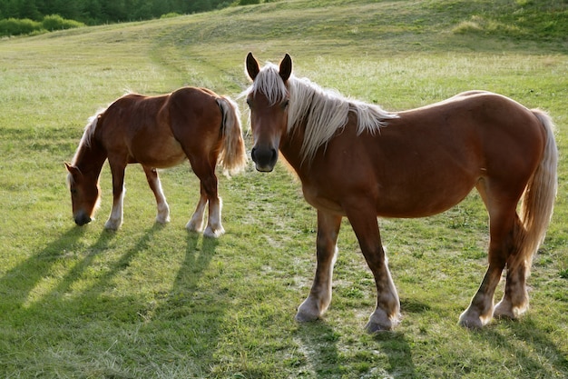 Horse landscape in green meadow Pyrenees