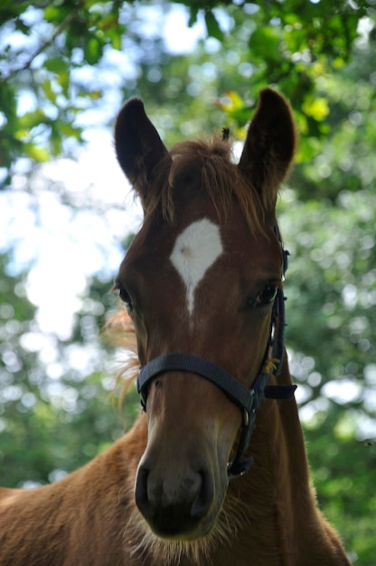 Horse in a meadow in France