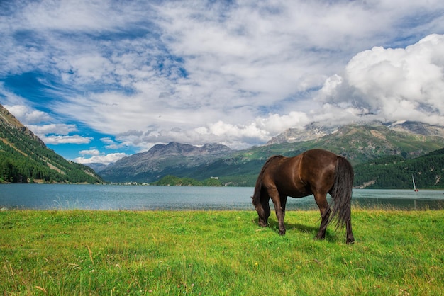 Horse in a meadow in front of an alpine lake in the Alps