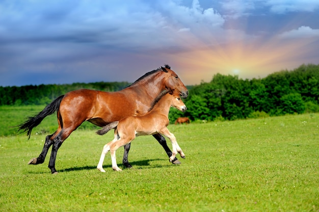 Horse in meadow