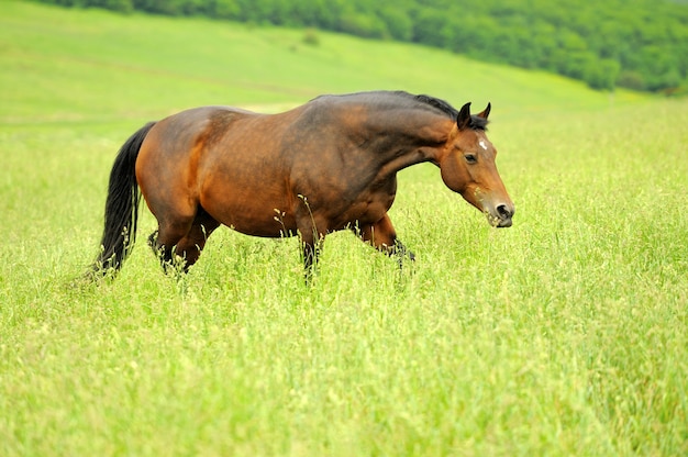 Horse in meadow