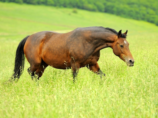 Horse in meadow