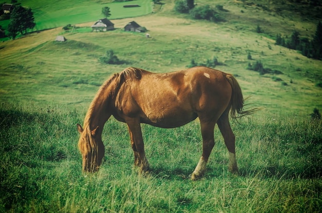 Horse at mountains