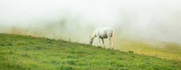 Horse in the nature Summer time