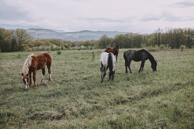 Horse outdoors eating grass landscape countryside unaltered