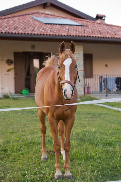 Horse outside the house