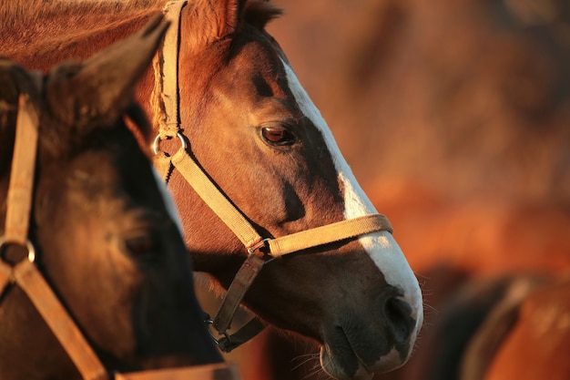 Horse on the pasture at dusk