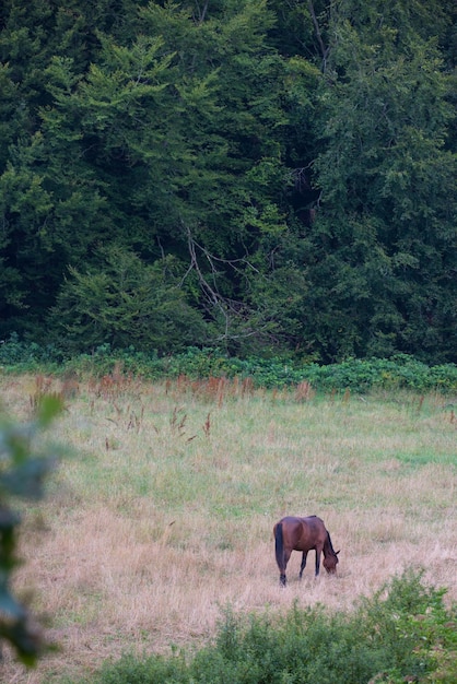 Horse a photo of a horse in natural setting