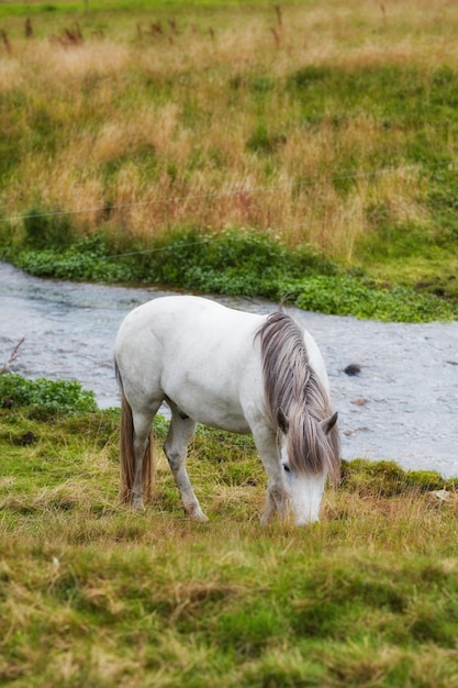 Horse A photo of a horse in natural setting