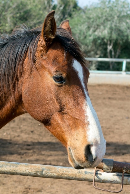 Horse portrait with expressive eyes