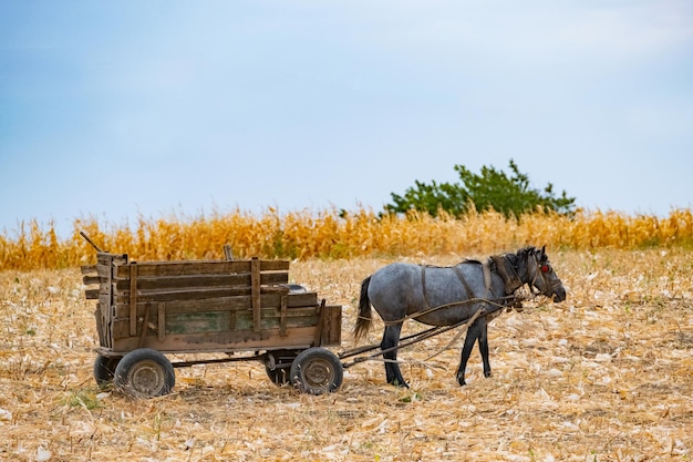 a horse pulling a wooden wagon with a trailer attached to it