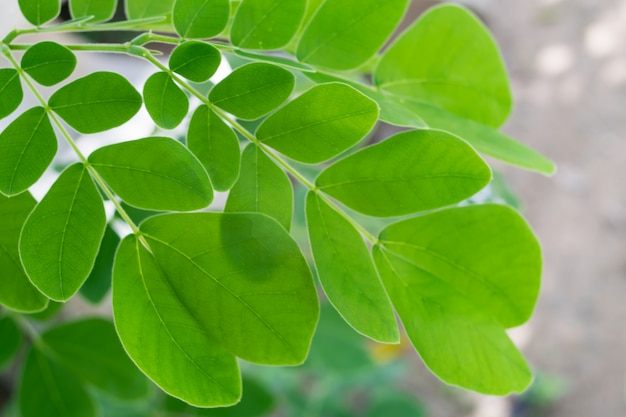 Horse radish tree, Drumstick green leaves background