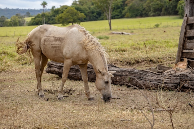 Horse resting in a pasture area of ââa Brazilian farm with selective focus