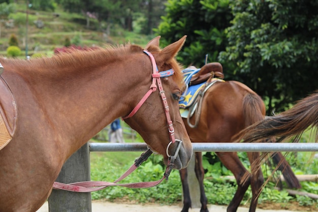 a horse resting in a tourist area in the highlands