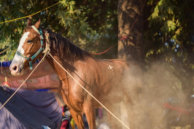 Horse for sale at Sonepur Sonepur Mela is the largest cattle fair in Asia