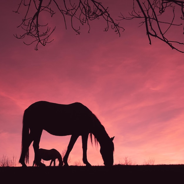 horse silhouette in the countryside and beautiful sunset background