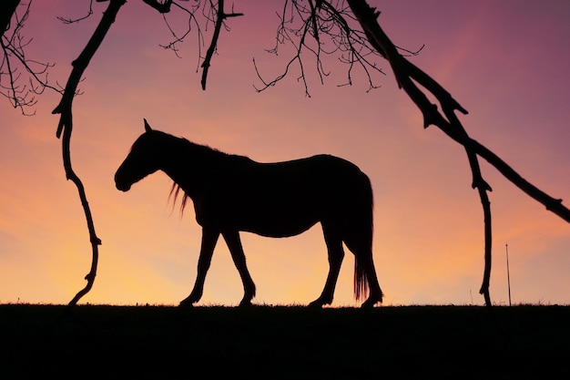 horse silhouette in the countryside and sunset background in summertime