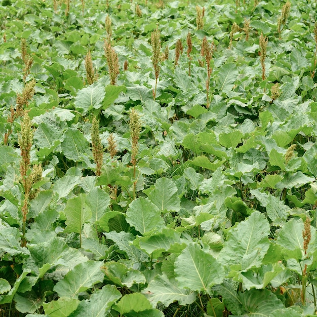 Horse sorrel Rumex confertus on a grassy background a perennial uncultivated plant