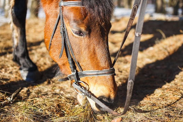 The horse in spring eats the first grass in the forest after snow