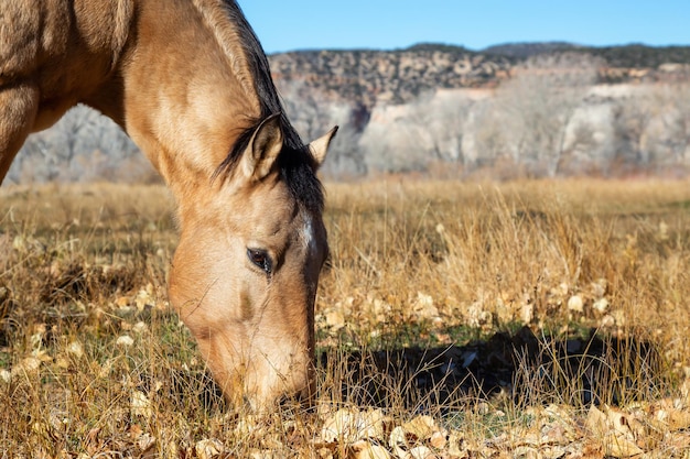 Horse in a stable during a sunny day