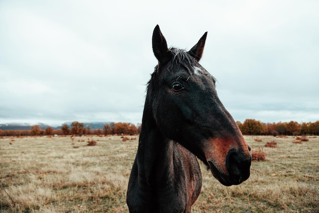 Photo horse standing on field against sky