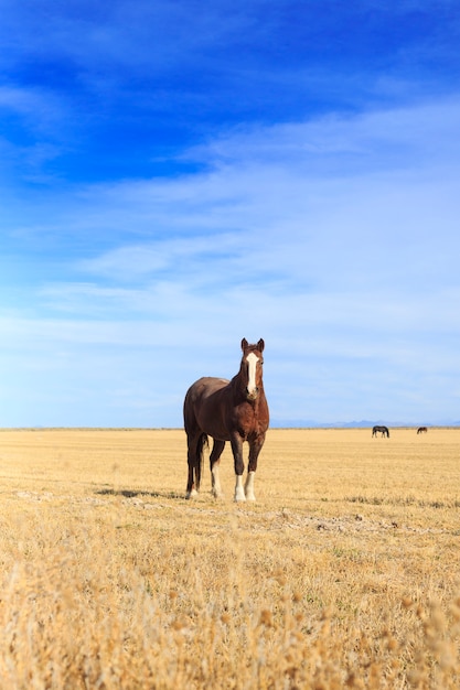 Horse Standing in Field Vertical