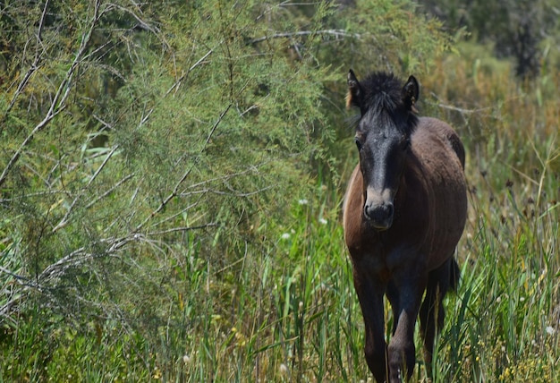 Photo horse standing on field