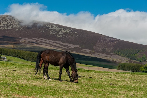 Horse standing in a field