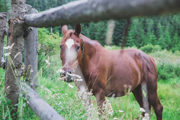 Photo horse standing on field