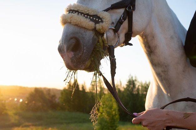 Horse in the summer field eating grass dueing walk